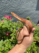 Red Salt Marsh Water Snake Adult Female