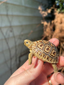 Leopard Tortoise 2024