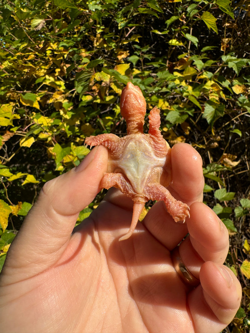 Baby Albino Common Snapping Turtle (Imperfect Shell) (Chelydra serpentina)