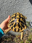 Eastern Hermann's Tortoise Adult Male