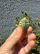 Pastel Clown Yellow Bellied Turtle 2026
