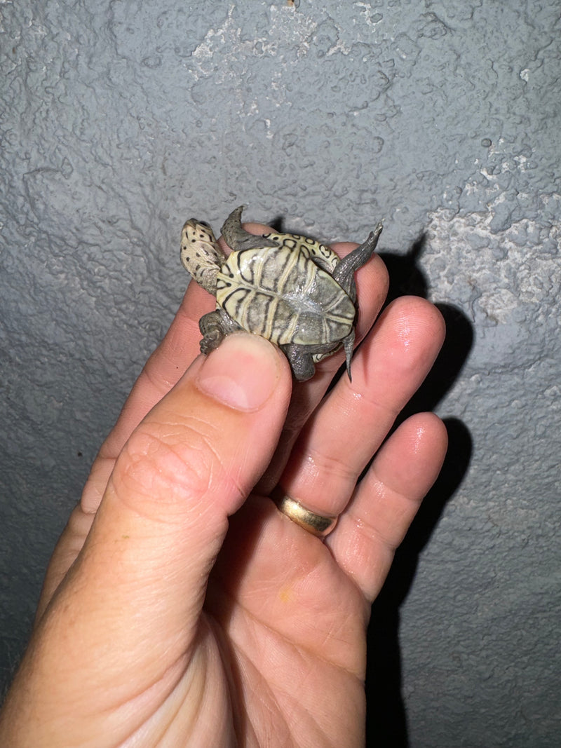 Hi White Concentric Diamondback Terrapin 2024