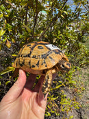 Libyan Greek Tortoise Adult Female