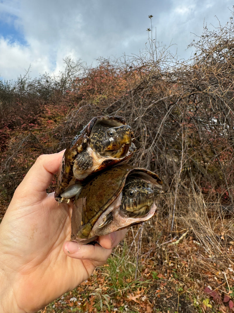 Stripe-necked Musk Turtle Adult Pair