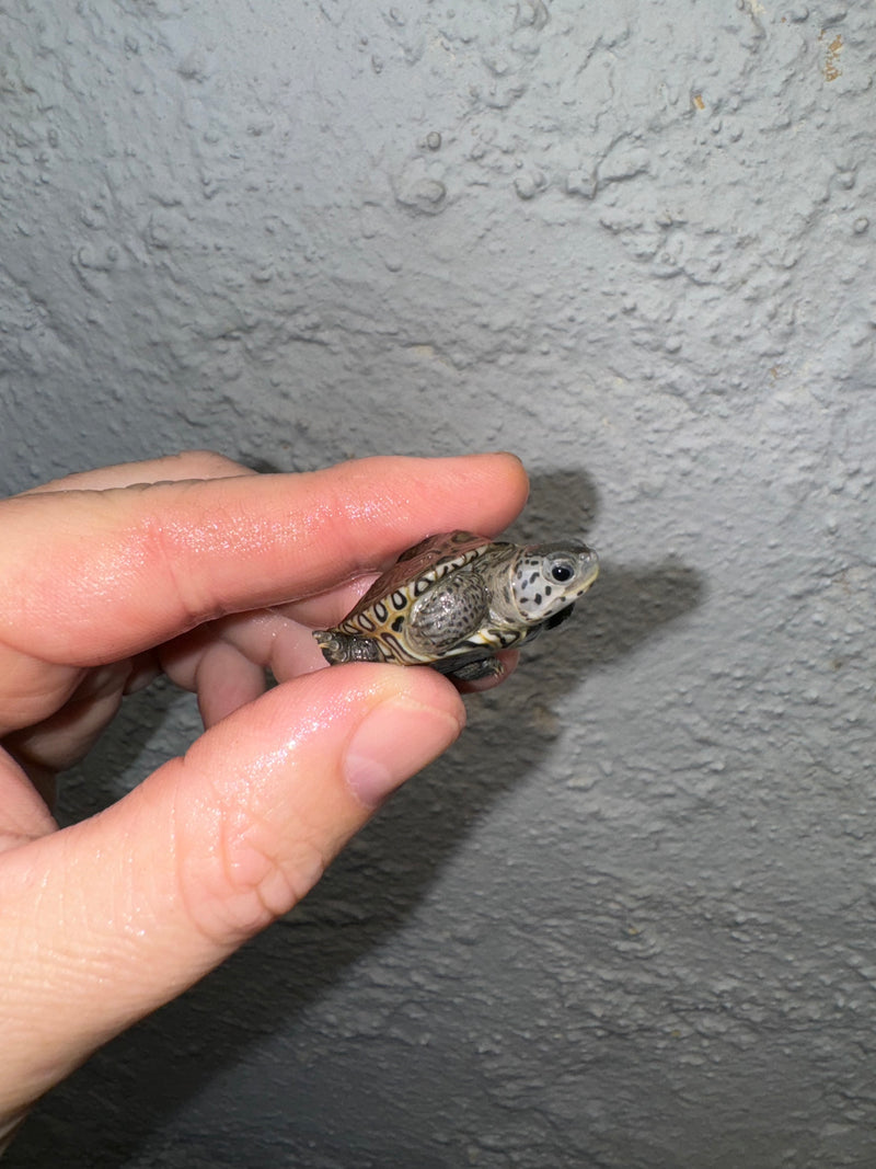 Hi White Concentric Diamondback Terrapin 2024