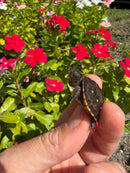 Hi Color Yellow Baby Eastern Box Turtle