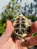 HI YELLOW Florida Box Turtle