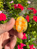 Albino T+ Florida Red Bellied Turtle 2026