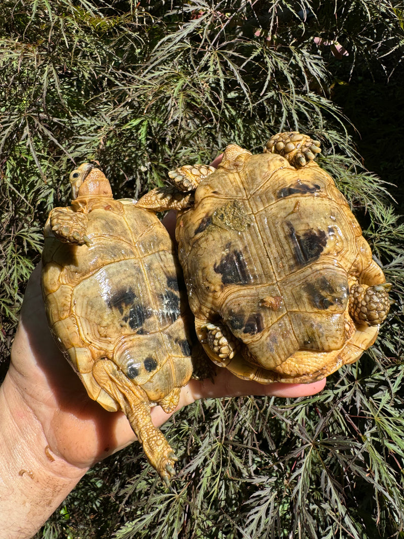 Syrian Golden Greek Tortoise Pair