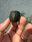 West Coast Pond Turtle Baby