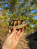 Marginated Tortoise Female