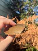 Nile Softshell Baby USA CB