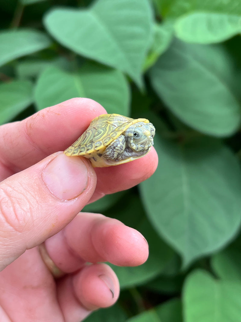 Pastel Clown Red Eared Slider Turtle 2024