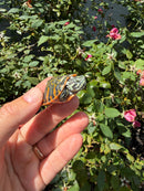 Flame Pastel Clown Northern Red Bellied Turtle
