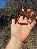 Scarlet Kingsnake Adult Female