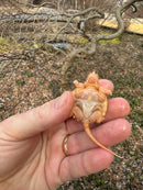 Baby Albino Common Snapping Turtle Female