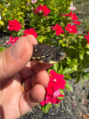 Hi Color Yellow Baby Eastern Box Turtle