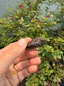 Alligator Snapping Turtle X Florida Snapping Turtle