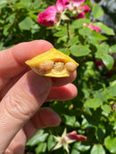 Albino Yellow Bellied Slider Turtle Male