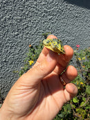 Pastel Clown Yellow Bellied Turtle 2026