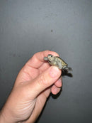 Concentric Diamondback Terrapin 2023 (Malaclemys terrapin)