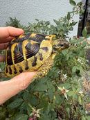 Eastern Hermann's Tortoise Adult Female