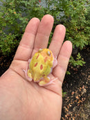 Mutant  Pacman Frog