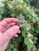 HI YELLOW Florida Box Turtle Baby