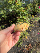 Albino Reeves Turtle Pair
