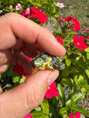 Two Headed Yellow Bellied Slider Turtle (Trachemys scripta)