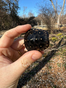 Spotted Turtle 2023 Female