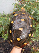 Red Foot Tortoise Adult Female