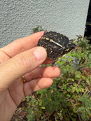 HI YELLOW Florida Box Turtle