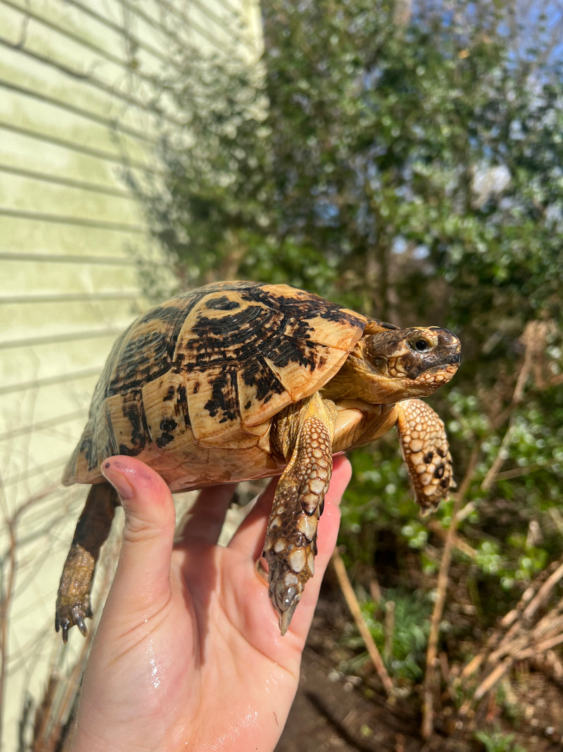 Libyan Greek Tortoise Adult Female