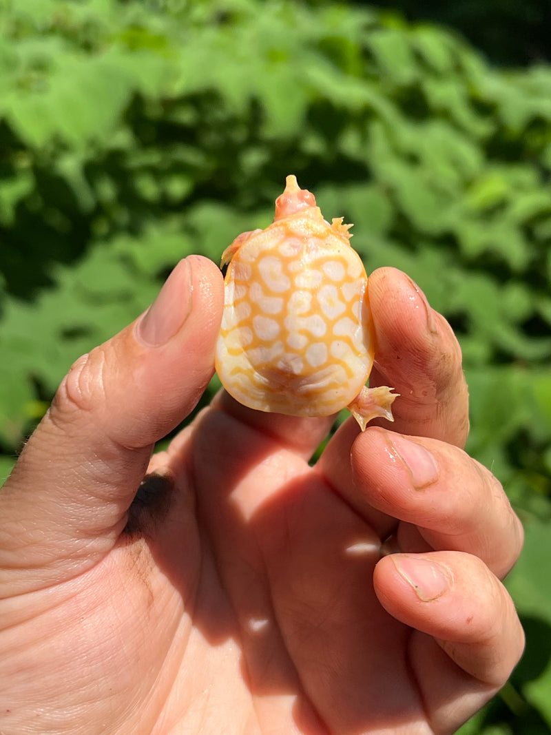 Albino Florida Softshell 2024