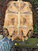 African Spurred Tortoise (13-14 inch) Female