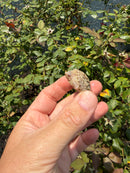 Albino Florida Snapping Turtle 2026