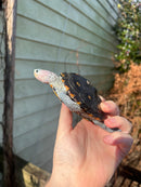 Ornate Diamondback Terrapin Female