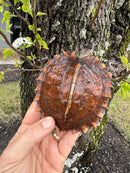 Spiny Hill Turtle CB 2024