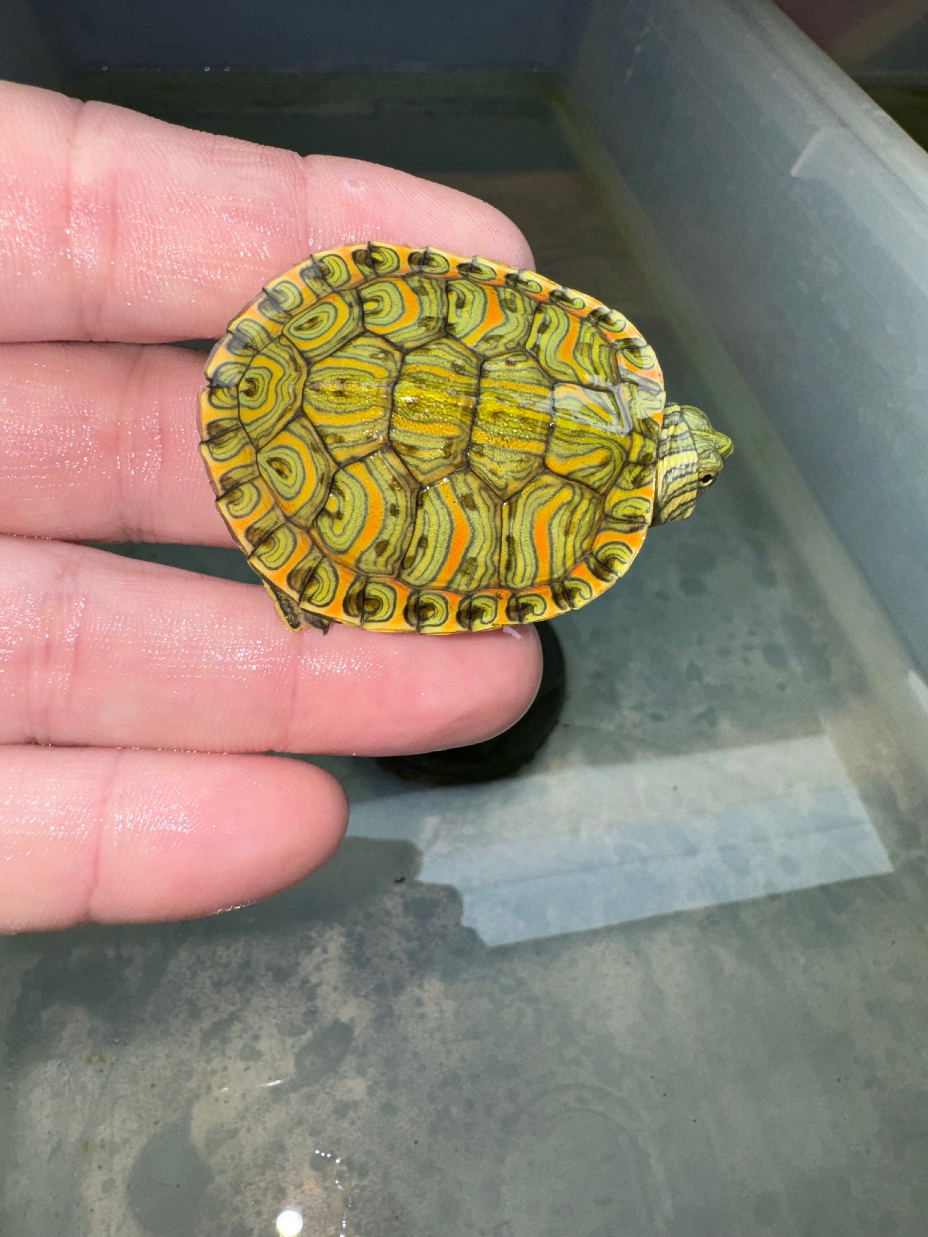 Baby Pastel Clown Red Eared Slider Turtles For Sale | American Reptile ...