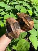 Twist-necked Turtle LTC Pair