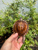 Spiny Hill Turtle CB 2025