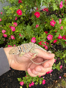 Aquaflame Blue Eastern Collared Lizard Adult Pair