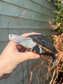 Ornate Diamondback Terrapin Female