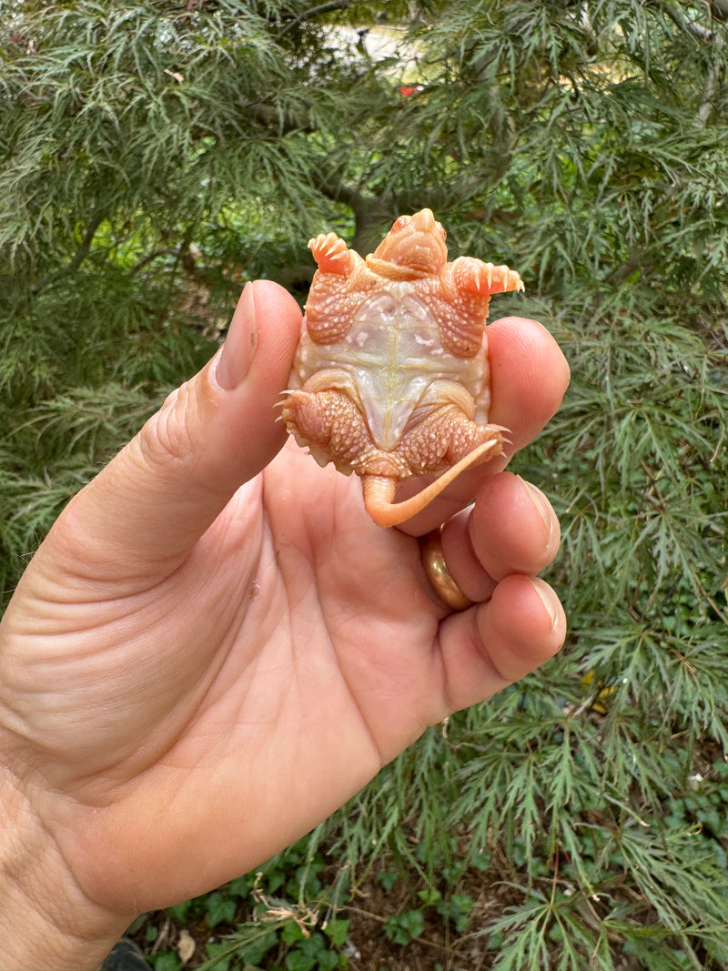 Baby Albino Common Snapping Turtle (Nipple Head) (Chelydra serpentina)