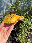 Albino Heiroglyphic River Cooter Turtle