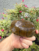 Yellow Mud Turtle Adult Pair