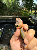 Crimson Red Albino Green Iguana 2024