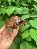 Spiny Hill Turtle CB 2023