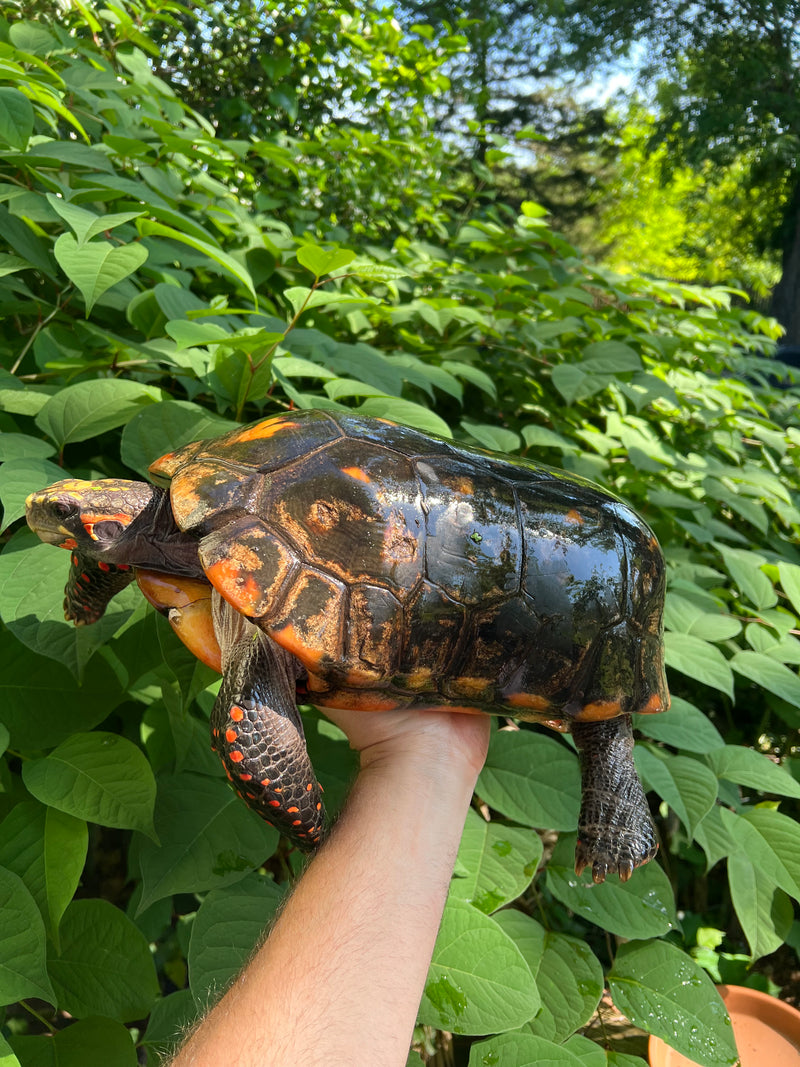 Suriname Red Foot Tortoise Adult Male